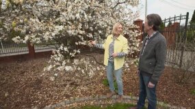 Nowa Maja w ogrodzie: jakie przymrozki mogą wytrzymać magnolie?